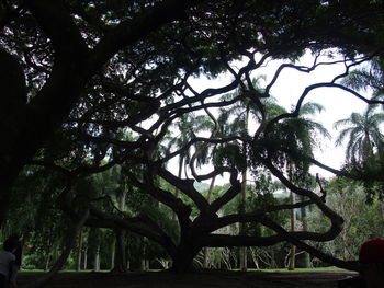 Trees in forest