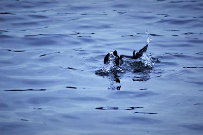 High angle view of birds swimming in lake