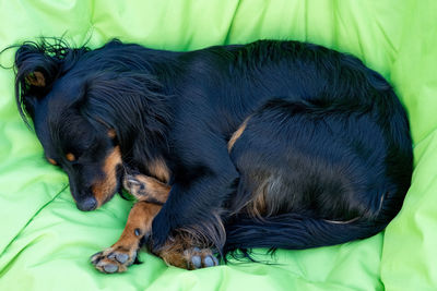 Close-up of dog lying on bed