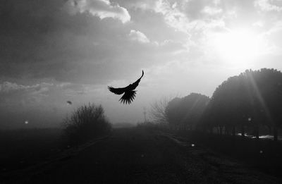 Silhouette bird flying against sky