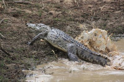 View of tree trunks in water