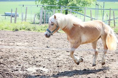 Horse running