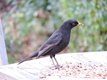 Close-up of bird perching outdoors