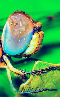 Close-up of bird perching on leaf