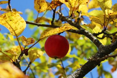 Close-up of fruits on tree