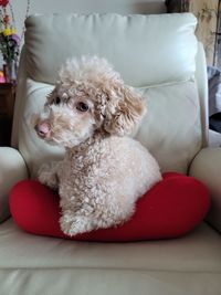 Dog sitting on sofa