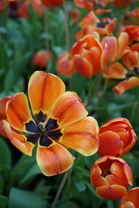 Close-up of red flowering plants