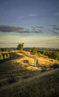 Scenic view of field against sky