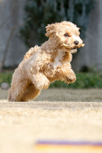 Hairy dog running on field