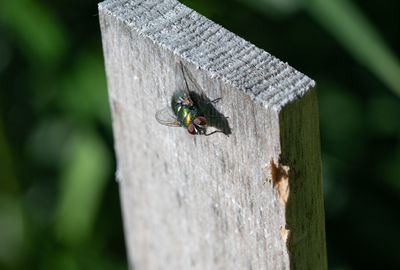 Close-up of insect on wood