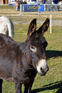 Donkey standing in a field