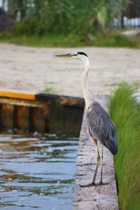 Gray heron perching on riverbank