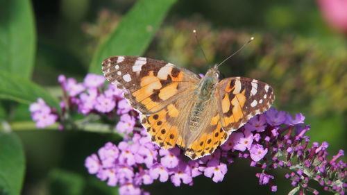 Close-up of butterfly pollinating on purple flower