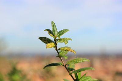 Close-up of plant