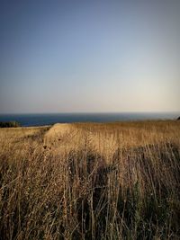 Scenic view of field against clear sky