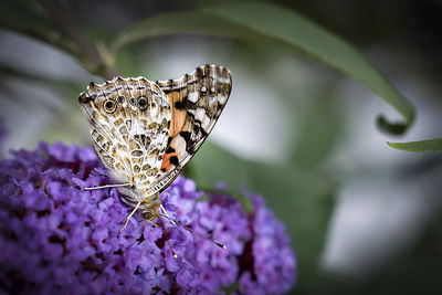 Close-up of butterfly pollinating on purple flower