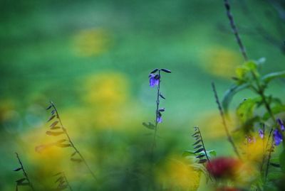 Close-up of purple flowering plants