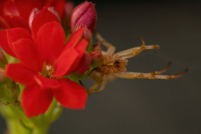 Close-up of insect on red flower