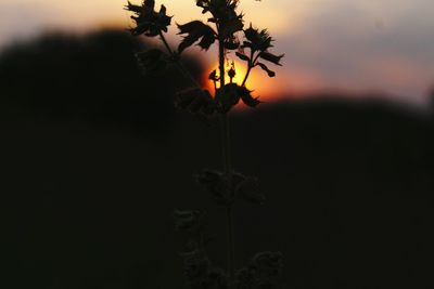 Flower plant at sunset