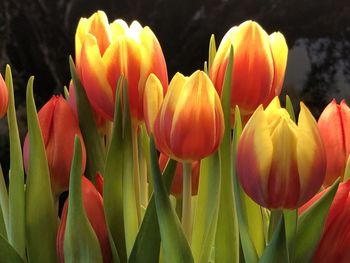 Close-up of red tulips