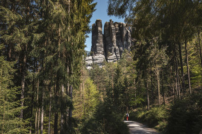 View of trees in forest