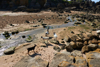 Beautiful goats grazing peacefully among the rocks.