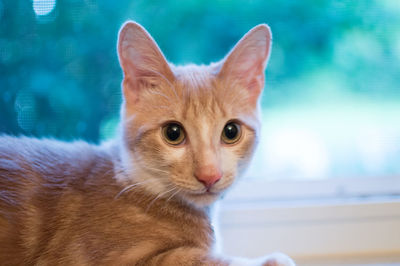 Close-up portrait of brown cat relaxing at home