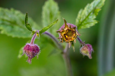 Flower outside in nature