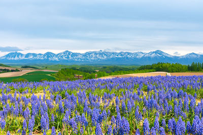 Grape hyacinth muscari armeniacum flower. panoramic rural landscape with mountains. 