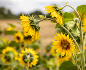 Close-up of yellow flowering plant on field