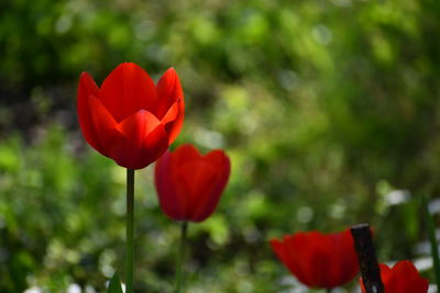Close-up of red tulip