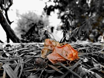 Close-up of dry autumn leaf