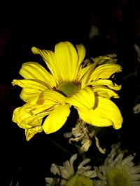 Close-up of yellow flower blooming against black background