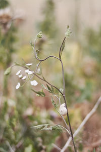 Close-up of white flowering plant