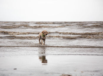 Dog on beach
