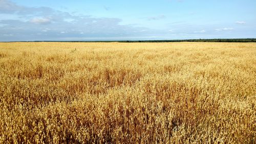 Scenic view of wheat field against sky