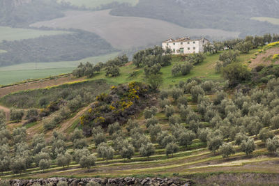 Scenic view of field against trees and mountain