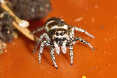 Close-up of spider