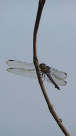 Close-up of dragonfly on plant against clear sky