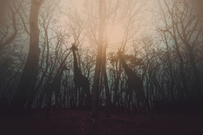 Bare trees in forest