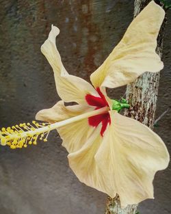 Close-up of yellow hibiscus flower