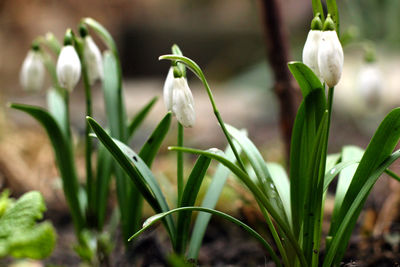 Close-up of fresh white flowering plants on field