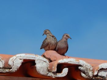 Low angle view of sparrow perching against clear blue sky