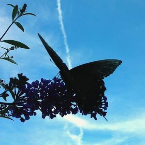 Low angle view of butterfly flying in sky