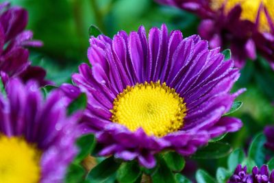 Close-up of purple flower