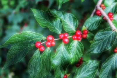 Close-up of red berries growing on plant