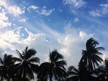 Low angle view of palm trees against sky