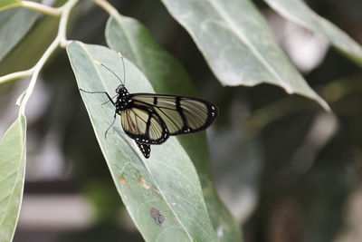 Close-up of butterfly on leaf