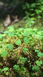 High angle view of plants growing on field