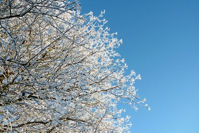 Low angle view of cherry blossom tree against blue sky